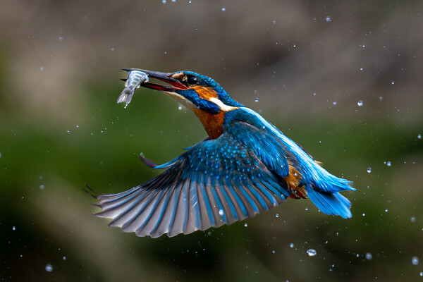 Kingfisher Returning with Fish Picture Board by Will Ireland Photography