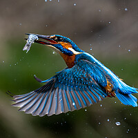 Buy canvas prints of Kingfisher Returning with Fish by Will Ireland Photography