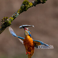 Buy canvas prints of A Kingfisher Returning to Branch with Fish by Will Ireland Photography