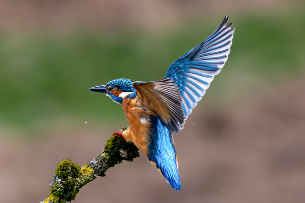 A Kingfisher landing on a Branch Picture Board by Will Ireland Photography
