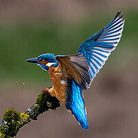 Buy canvas prints of A Kingfisher landing on a Branch by Will Ireland Photography