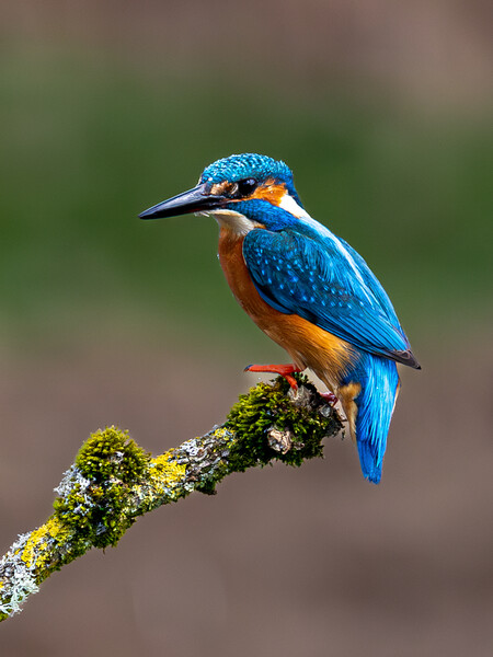 A Kingfisher sitting on a branch Picture Board by Will Ireland Photography