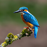 Buy canvas prints of A Kingfisher sitting on a branch by Will Ireland Photography