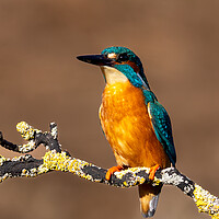 Buy canvas prints of Majestic Kingfisher A Colourful Beauty by Will Ireland Photography