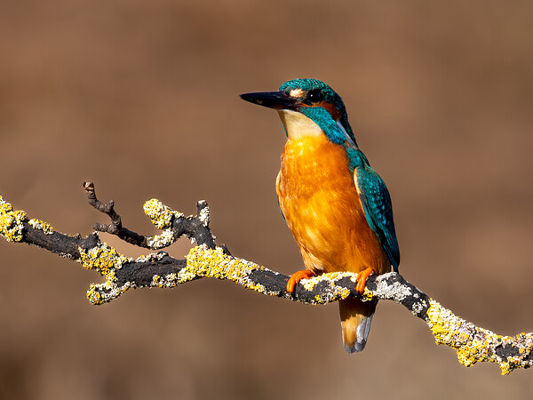 A Kingfisher sitting on a Branch  Picture Board by Will Ireland Photography