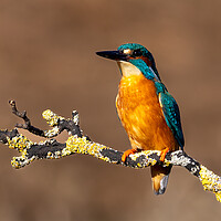 Buy canvas prints of A Kingfisher sitting on a Branch  by Will Ireland Photography