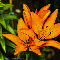 Buy canvas prints of Asiatic Lilly by Irene Sosnowski
