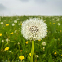 Buy canvas prints of The Seeds of a Dandelion  by nic 744