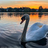 Buy canvas prints of Roath Park Swan swimming in the lake  by nic 744