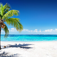 Buy canvas prints of Scenic Coral Beach With Palm Tree beautiful View  by ANASS SODKI