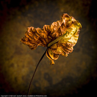 Buy canvas prints of Dried autumn leaf  by Bernard Jaubert