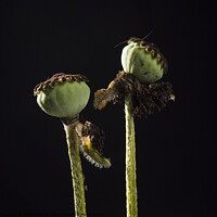 Buy canvas prints of Closeup of two poppies by Bernard Jaubert