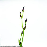 Buy canvas prints of Iris flower by Bernard Jaubert