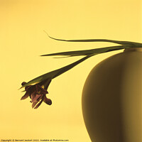 Buy canvas prints of Flower in a vase by Bernard Jaubert