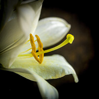 Buy canvas prints of White lily flower by Bernard Jaubert