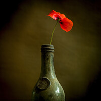 Buy canvas prints of Red poppy by Bernard Jaubert