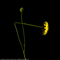 Buy canvas prints of Yellow dandelion by Bernard Jaubert