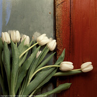Buy canvas prints of White tulips by Bernard Jaubert
