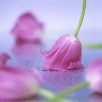 Buy canvas prints of Pink tulips put on a table. by Bernard Jaubert