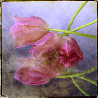 Buy canvas prints of Pink tulips by Bernard Jaubert