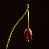 Buy canvas prints of Faded red tulip by Bernard Jaubert