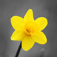 Buy canvas prints of The Daffodil's Close Encounter by Carnegie 42