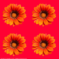 Buy canvas prints of Digital Floral Splendour by Carnegie 42