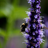 Buy canvas prints of Pollination Dance: A Bumblebee's Delight by Carnegie 42