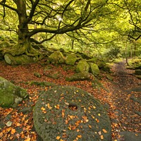 Buy canvas prints of Padley Gorge Millstone in Autumn. by Craig Yates