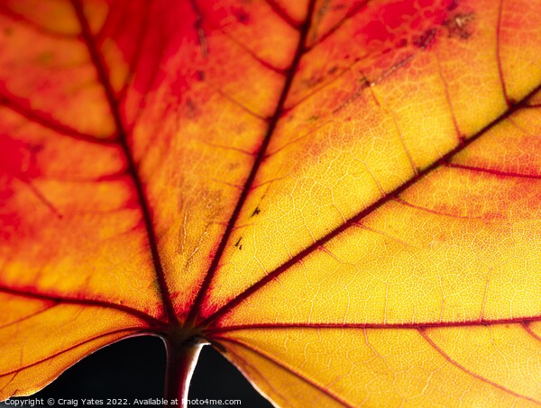 Autumn Leaf close up Picture Board by Craig Yates