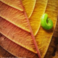 Buy canvas prints of Autumn Leaf with a Caterpillar. by Craig Yates