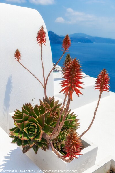 Santorini Aloe vera  Picture Board by Craig Yates