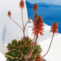 Buy canvas prints of Santorini Aloe vera  by Craig Yates