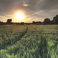 Buy canvas prints of Field Of Wheat At Sunset by Craig Yates