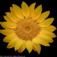 Buy canvas prints of Sunflower on Black by Craig Yates