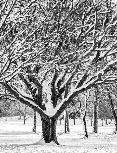 Snow Covered Winter Tree Picture Board by Craig Yates