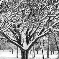 Buy canvas prints of Snow Covered Winter Tree by Craig Yates