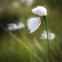 Buy canvas prints of Cotton grass by Craig Yates
