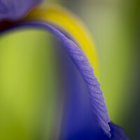 Buy canvas prints of British Iris Flower Macro Abstract by Craig Yates
