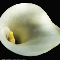 Buy canvas prints of White Calla Lily by Craig Yates