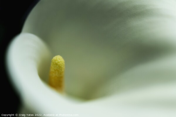  White Calla Lily macro. Picture Board by Craig Yates