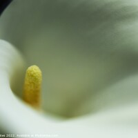 Buy canvas prints of  White Calla Lily macro. by Craig Yates