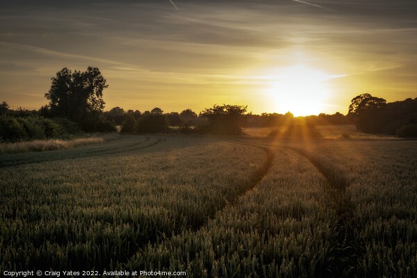 Field Of Wheat At Sunset. Picture Board by Craig Yates