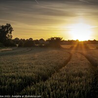 Buy canvas prints of Field Of Wheat At Sunset. by Craig Yates