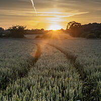 Buy canvas prints of A Field Of Wheat At Sunset. by Craig Yates