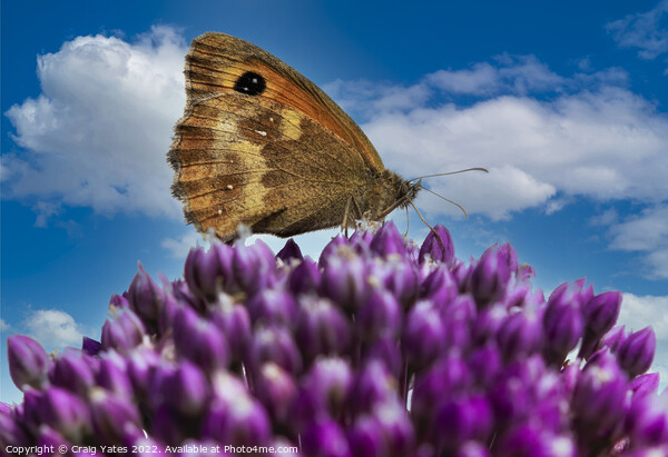 Gatekeeper Butterfly on an Allium Picture Board by Craig Yates