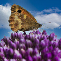 Buy canvas prints of Gatekeeper Butterfly on an Allium by Craig Yates