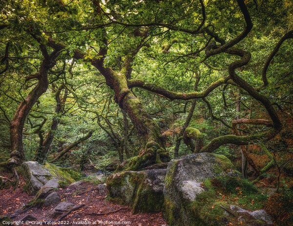 Padley Gorge Gnarly trees Picture Board by Craig Yates