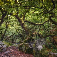 Buy canvas prints of Padley Gorge Gnarly trees by Craig Yates