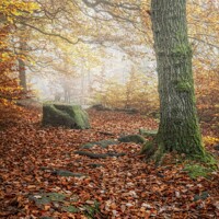 Buy canvas prints of Autumn in Padley Gorge Peak District Derbyshire by Craig Yates